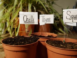 Outdoor Lessons Paper Plant Pot Learning Through Landscapes Outdoor Lessons Paper Plant Pot Learning Through Landscapes